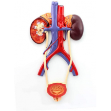 Urinary System, 2-parts